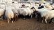 Sheep Animals for sale in San Diego, CA, USA. price: $265