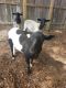 Sheep Animals for sale in 550 Trails End Dr, Cleveland, TX 77328, USA. price: $375