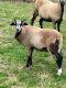 Sheep Animals for sale in Mt Olive, NC 28365, USA. price: NA