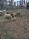 Sheep Animals