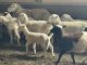 Sheep Animals for sale in Frankfort, IL, USA. price: NA