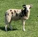 Sheep Animals for sale in Finger Lakes, NY, USA. price: NA