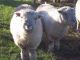 Sheep Animals for sale in Austin, TX, USA. price: NA