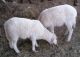 Sheep Animals for sale in Ironton, OH, USA. price: NA