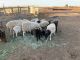 Sheep Animals for sale in Horizon Rd, Amarillo, TX 79118, USA. price: NA