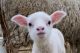 Sheep Animals for sale in Williamsburg, OH, USA. price: NA