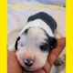 Sheepadoodle Puppies for sale in Phoenix, AZ 85029, USA. price: $2,500