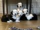 Sheepadoodle Puppies for sale in Herriman, UT 84096, USA. price: $2,000