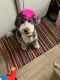 Sheepadoodle Puppies for sale in Richfield, UT 84701, USA. price: $1,000