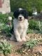 Sheepadoodle Puppies for sale in Philadelphia, PA, USA. price: $800