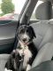 Sheepadoodle Puppies for sale in Marysville, OH 43040, USA. price: $500