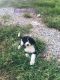 Sheepadoodle Puppies for sale in Wayne City, IL 62895, USA. price: $1,200