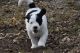 Sheepadoodle Puppies for sale in Denison, TX, USA. price: NA