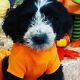 Sheepadoodle Puppies for sale in 9331 Portland Point Ave, Las Vegas, NV 89148, USA. price: NA