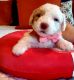 Sheepadoodle Puppies for sale in Cleveland, OH, USA. price: NA