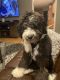 Sheepadoodle Puppies for sale in East Brunswick, NJ, USA. price: $1,500