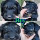 Sheepadoodle Puppies for sale in Kennesaw, GA, USA. price: $2,000