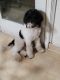 Sheepadoodle Puppies for sale in West Jordan, UT, USA. price: NA