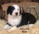 Sheepadoodle Puppies for sale in Winnsboro, TX 75494, USA. price: $2,000