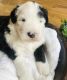 Sheepadoodle Puppies for sale in New London, MN, USA. price: NA