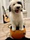 Sheepadoodle Puppies for sale in South Orange, NJ 07079, USA. price: NA