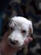 Sheepadoodle Puppies for sale in Westminster, SC 29693, USA. price: NA