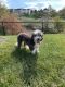 Sheepadoodle Puppies for sale in Frederick, MD, USA. price: $2,000