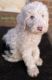Sheepadoodle Puppies for sale in Corydon, IN 47112, USA. price: $1,500