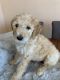 Sheepadoodle Puppies for sale in Harper Woods, MI 48225, USA. price: $1,650
