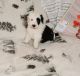 Sheepadoodle Puppies for sale in Bracken County, KY, USA. price: NA
