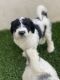 Sheepadoodle Puppies for sale in Riverside County, CA, USA. price: $4,000