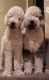 Sheepadoodle Puppies for sale in San Tan Valley, AZ, USA. price: $3,000