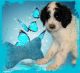 Sheepadoodle Puppies for sale in Canton, OH, USA. price: NA