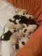 Sheepadoodle Puppies for sale in San Diego, CA, USA. price: NA