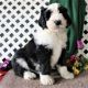 Sheepadoodle Puppies for sale in San Diego, CA 92126, USA. price: NA
