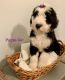 Sheepadoodle Puppies for sale in Kentucky Dr, Hindman, KY 41822, USA. price: $2,000