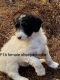 Sheepadoodle Puppies for sale in Canton, GA, USA. price: $700