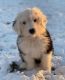 Sheepadoodle Puppies for sale in Provo, UT, USA. price: $1,500