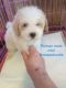 Sheepadoodle Puppies for sale in Laclede County, MO, USA. price: NA