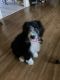 Sheepadoodle Puppies for sale in Searcy, AR, USA. price: NA