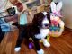 Sheepadoodle Puppies for sale in Cornell, WI 54732, USA. price: NA