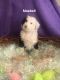 Sheepadoodle Puppies for sale in Belvidere, IL 61008, USA. price: $1,000
