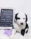 Sheepadoodle Puppies for sale in Fort Mill, SC, USA. price: NA