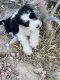 Sheepadoodle Puppies for sale in Las Vegas, NV 89139, USA. price: NA