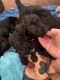 Sheepadoodle Puppies for sale in Fayetteville, NC, USA. price: $1,500