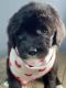 Sheepadoodle Puppies for sale in Bowling Green, KY, USA. price: NA
