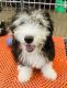 Sheepadoodle Puppies for sale in Blue Springs, MO, USA. price: NA