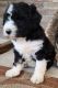 Sheepadoodle Puppies for sale in Webb City, MO 64870, USA. price: $800