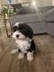 Sheepadoodle Puppies for sale in Chicago, IL, USA. price: $1,450