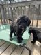 Sheepadoodle Puppies for sale in Fayetteville, NC, USA. price: NA